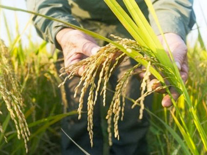 RiceHouse: dal riso alla casa